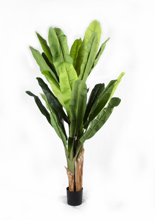 Tropical Banana Tree (187cm)