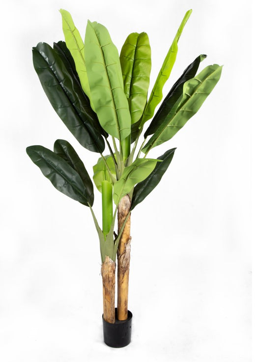 Tropical Banana Tree (200cm)