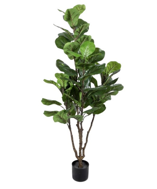 Fiddle Leaf Fig Tree (145cm)