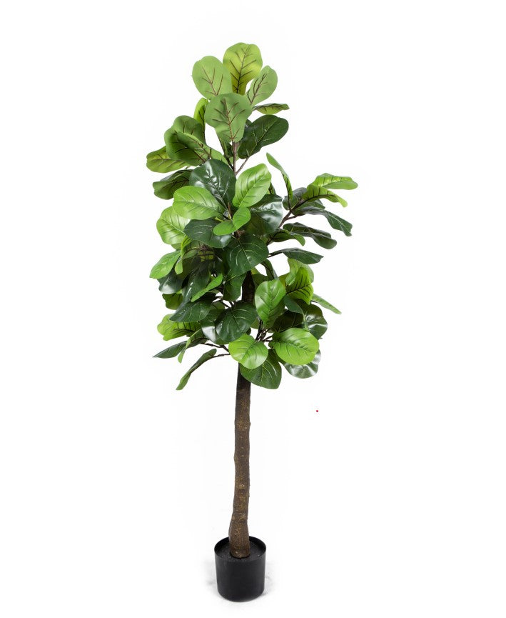 Fiddle Leaf Fig Tree (180cm)