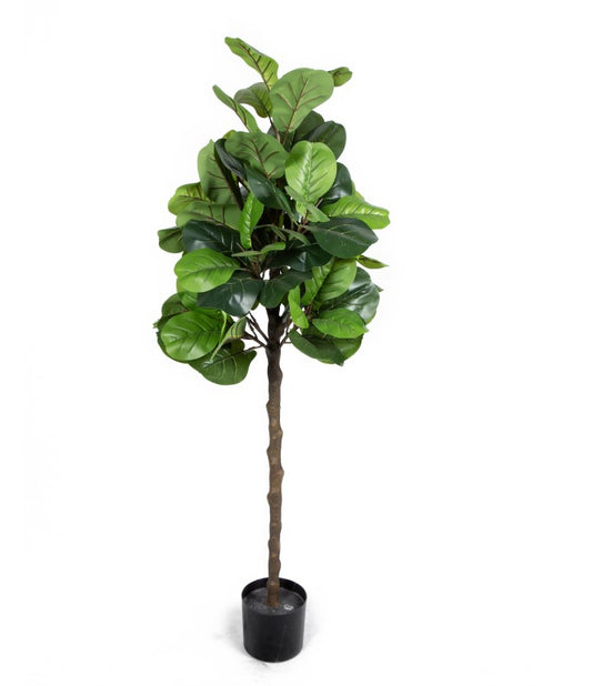 Fiddle Leaf Fig Tree (150cm)