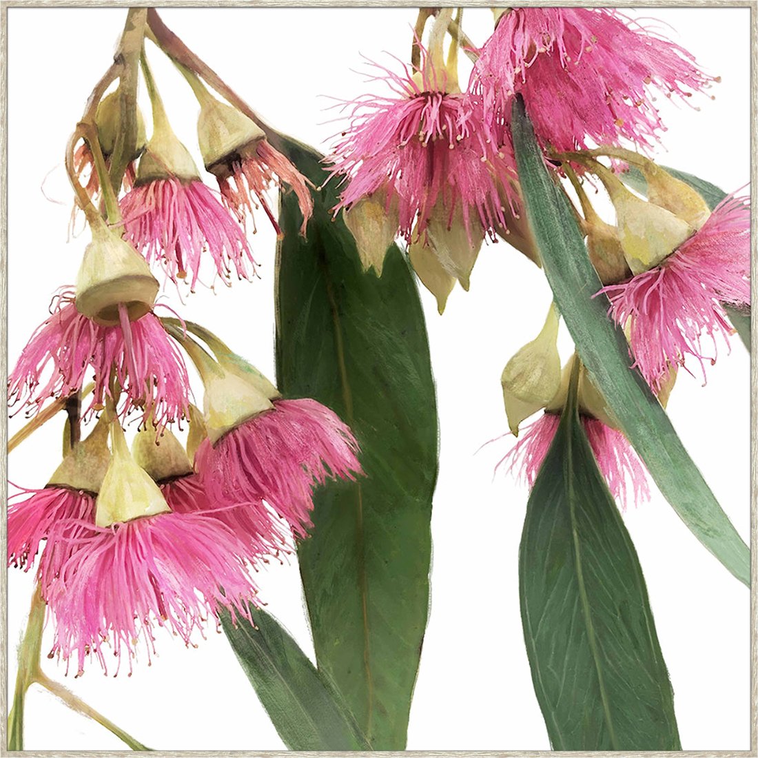 Red Flowering Gum Framed Canvas