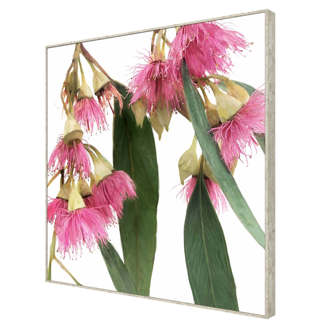 Red Flowering Gum Framed Canvas