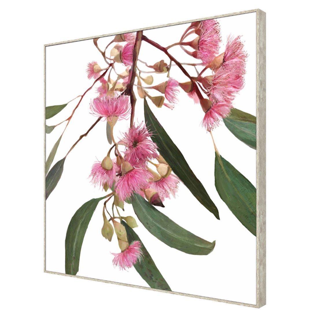 Red Flowering Gum Framed Canvas